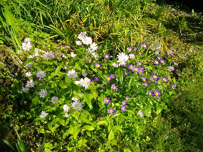 釜炒り茶（旧池川町）_f0308898_20244371.jpg