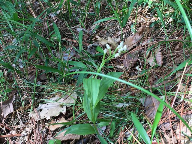 2016/5/8　生駒山系　なるかわ園地ハイキング_b0362900_2014764.jpg