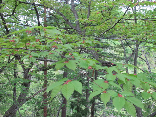 白川ダム湖畔の山道を散歩する　５月７日　（立夏　初候）　蛙始めて鳴く　・２_c0075701_20213290.jpg