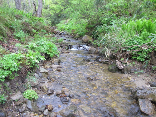 白川ダム湖畔の山道を散歩する　５月７日　（立夏　初候）　蛙始めて鳴く　・９　谷川_c0075701_2105534.jpg