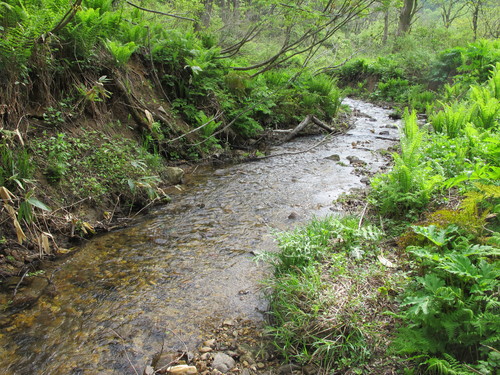 白川ダム湖畔の山道を散歩する　５月７日　（立夏　初候）　蛙始めて鳴く　・９　谷川_c0075701_2111078.jpg