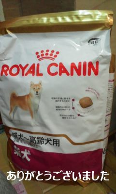放棄された柴犬たち(5/1)_f0242002_23511667.jpg
