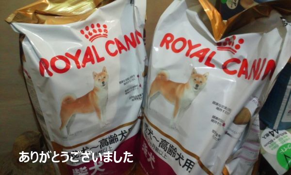 放棄された柴犬たち(5/1)_f0242002_23515575.jpg