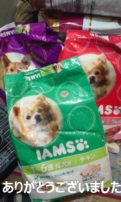 放棄された柴犬たち(5/1)_f0242002_23525134.jpg