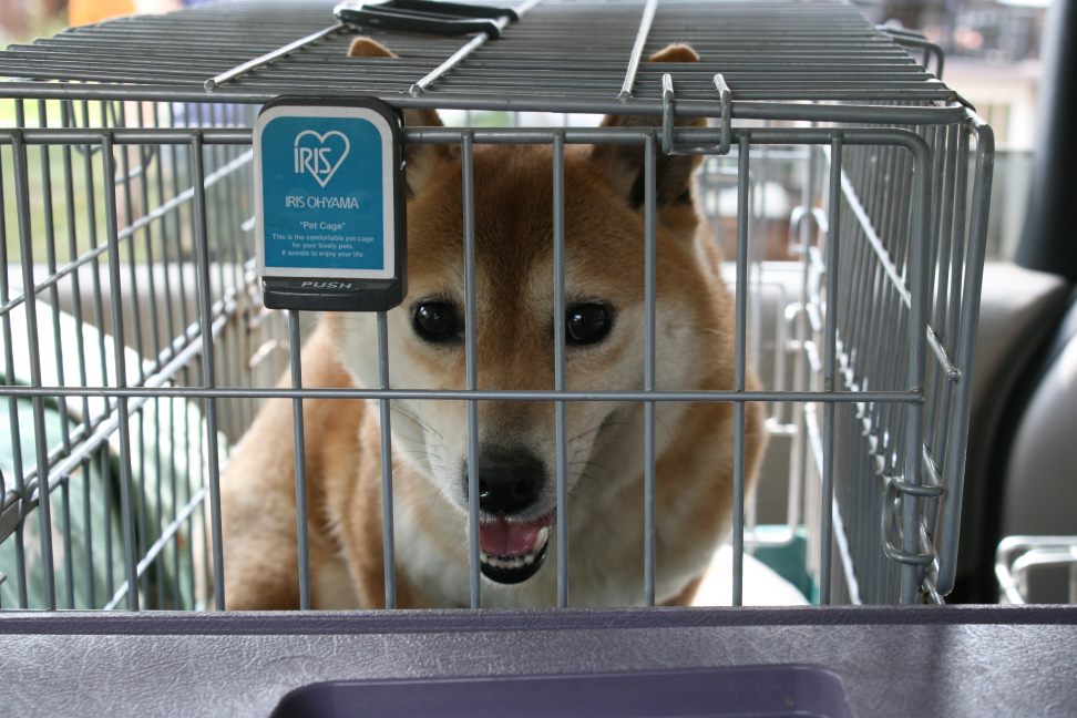 放棄された柴犬たち(5/1)_f0242002_23585393.jpg