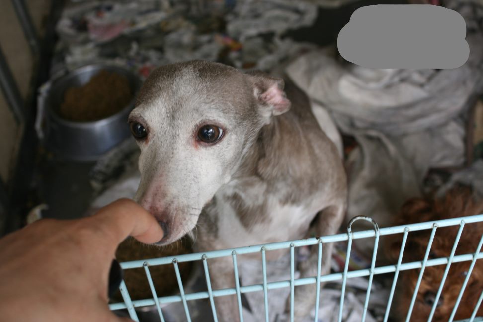 放棄された柴犬たち(5/1)_f0242002_23593561.jpg