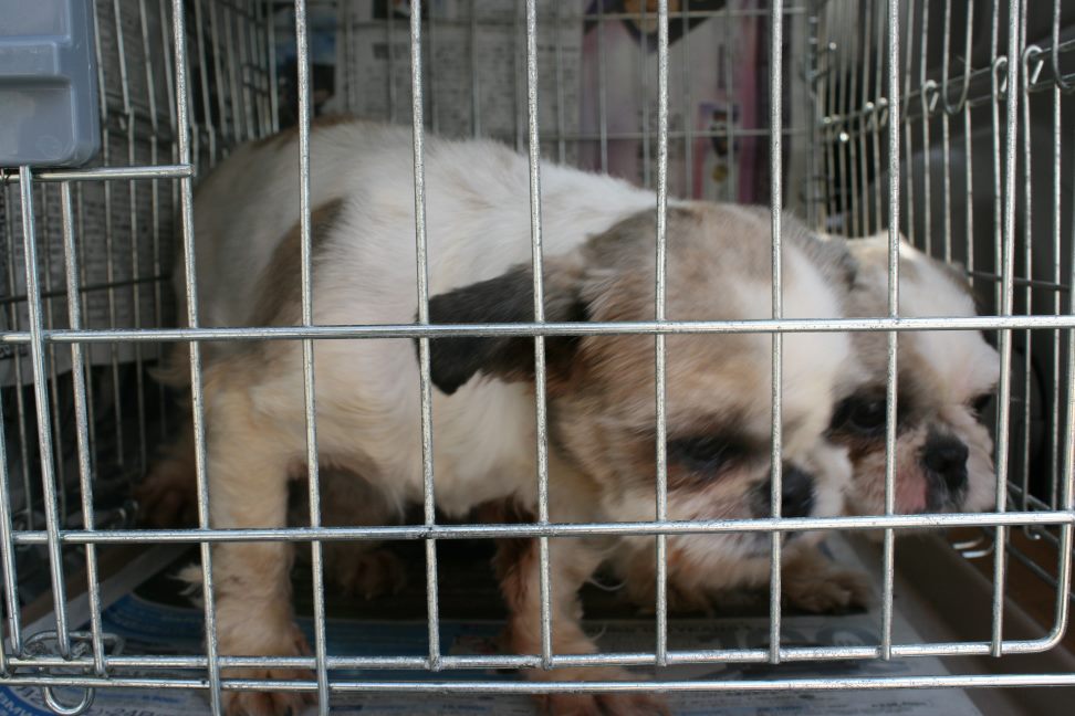 放棄された柴犬たち(5/1)_f0242002_2359972.jpg