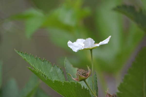 野に咲く花のように♪_a0240403_1024773.jpg