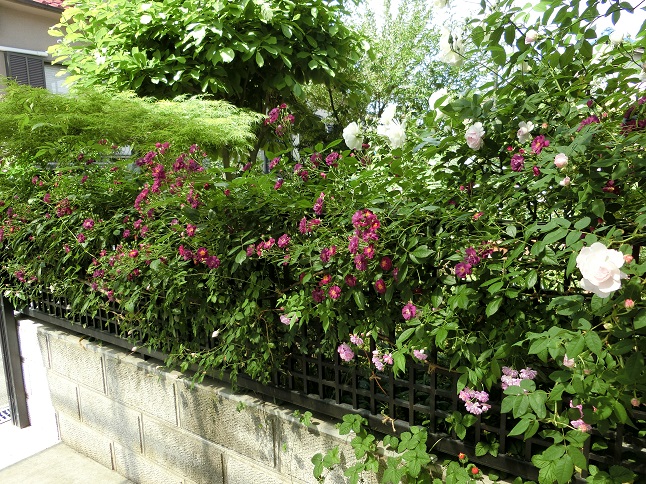 e0234004_1822312.jpg