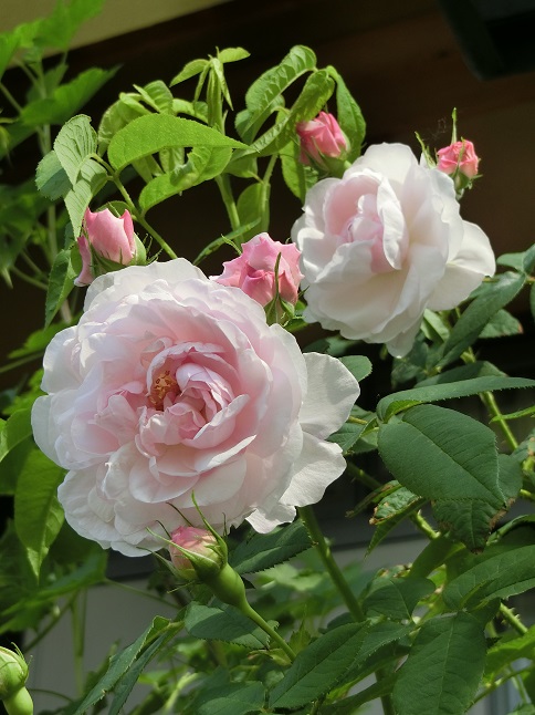 e0234004_1825953.jpg