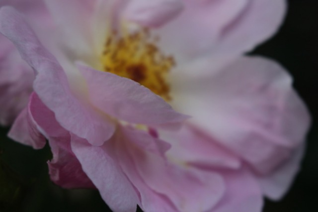 c0178009_20211937.jpg