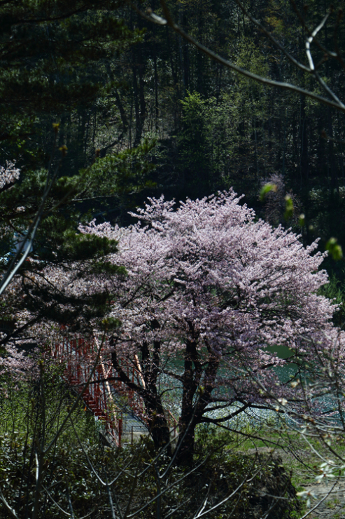 奥沢水源地の桜_d0339411_12034444.jpg