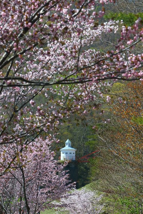 奥沢水源地の桜_d0339411_12045041.jpg