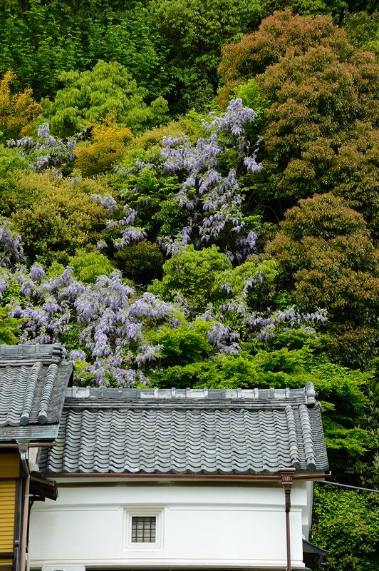 GW特別公開「上書院から眺める名勝庭園」@楊谷寺 其の二 _f0032011_18453110.jpg