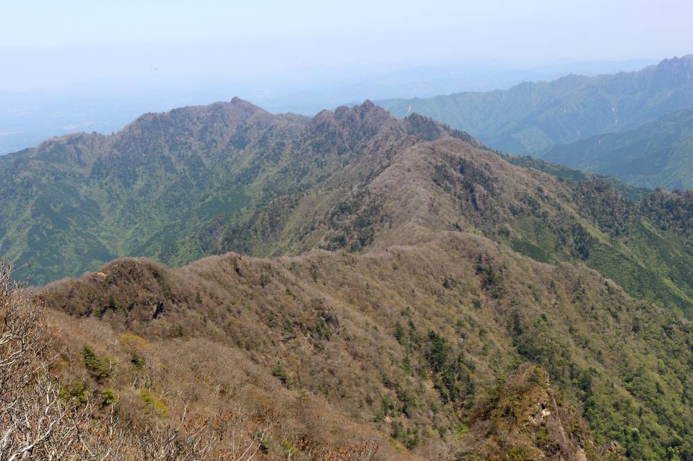 祖母山の風穴コースに咲くアケボノツツジ_f0212511_1535947.jpg