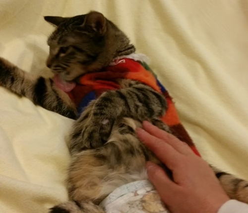 e0144012_18592251.jpeg