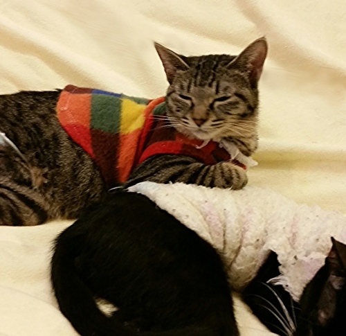e0144012_19081195.jpeg