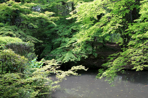 植物園　花も新緑 も_e0048413_1935476.jpg