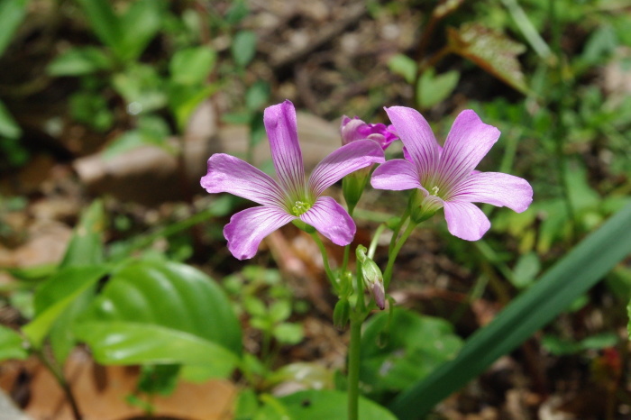 No 43 田舎の畑に咲く花たち_d0341514_21455276.jpg