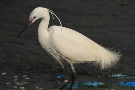 以前からの野鳥たち_b0369117_12552730.jpg