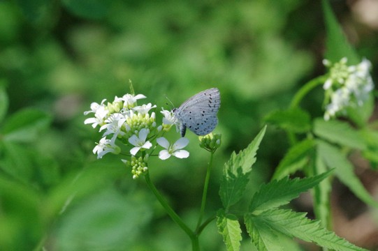c0152317_15453985.jpg