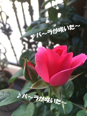 薔薇が咲いてゴールデン・ワテも終わってしもた。_f0251618_16335541.jpg