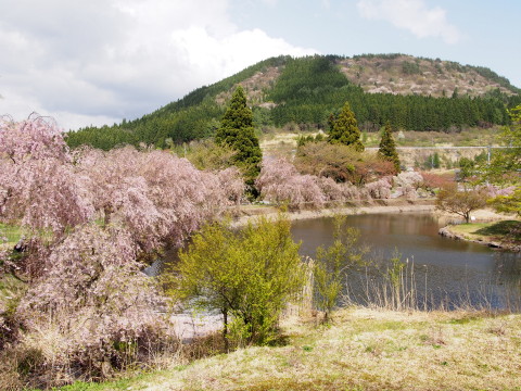 あじゃら公園わんぱく広場（大鰐町）の桜*2016.05.07_b0147224_13115775.jpg