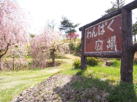 あじゃら公園わんぱく広場(大鰐町)の桜*2016.05.07_b0147224_13125331.jpg
