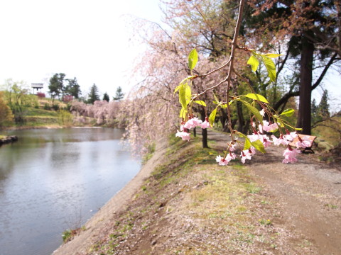 あじゃら公園わんぱく広場(大鰐町)の桜*2016.05.07_b0147224_1316332.jpg