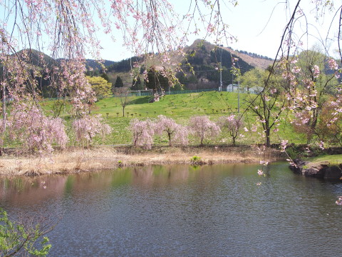 あじゃら公園わんぱく広場(大鰐町)の桜*2016.05.07_b0147224_13172636.jpg
