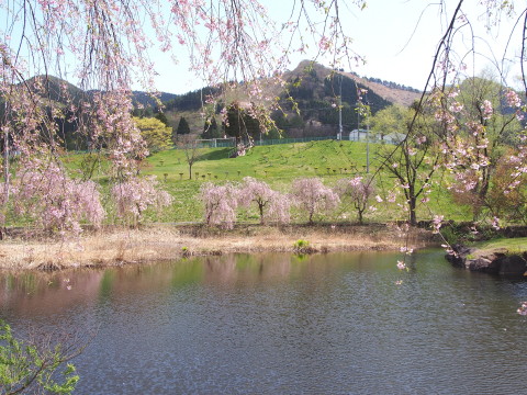 あじゃら公園わんぱく広場（大鰐町）の桜*2016.05.07_b0147224_13172636.jpg