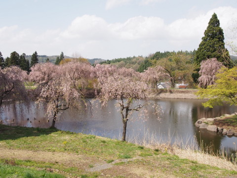 あじゃら公園わんぱく広場(大鰐町)の桜*2016.05.07_b0147224_13174879.jpg