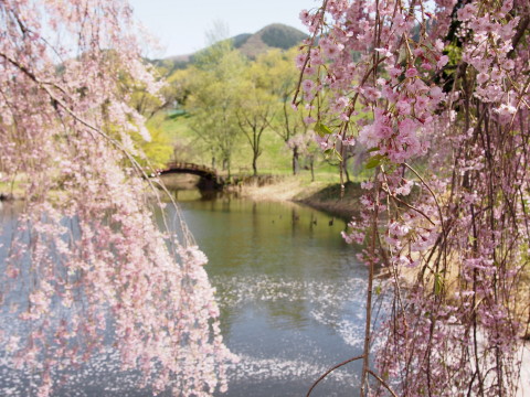 あじゃら公園わんぱく広場（大鰐町）の桜*2016.05.07_b0147224_13183839.jpg