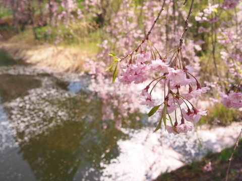 あじゃら公園わんぱく広場(大鰐町)の桜*2016.05.07_b0147224_13192974.jpg