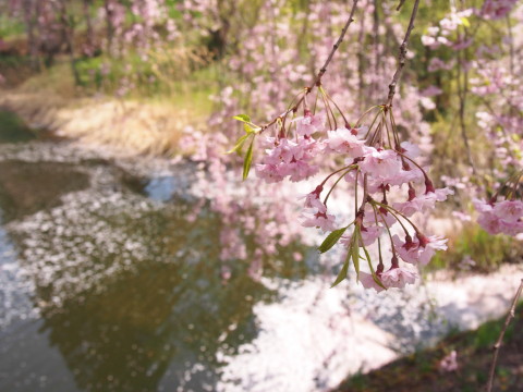 あじゃら公園わんぱく広場（大鰐町）の桜*2016.05.07_b0147224_13192974.jpg