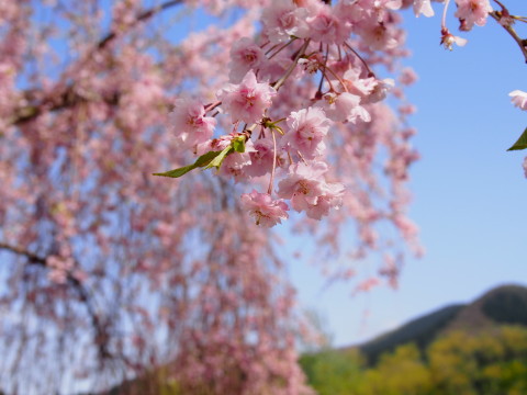 あじゃら公園わんぱく広場(大鰐町)の桜*2016.05.07_b0147224_13203956.jpg
