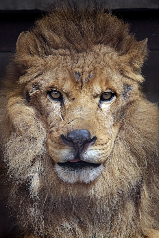 レオン」逝く : 動物園放浪記