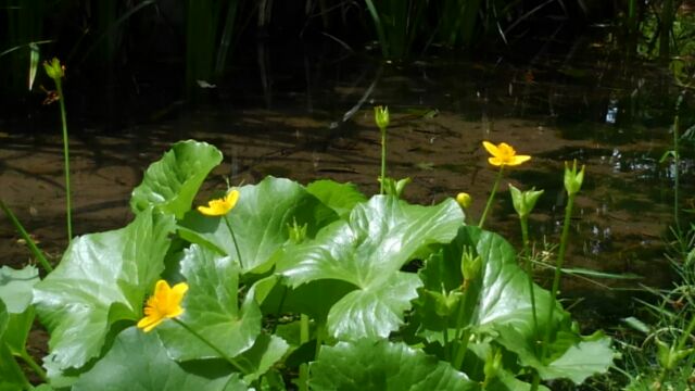 京都府立植物園その2_f0054428_13303218.jpg