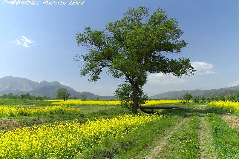 長野県飯山市「道の駅花の駅」付近の菜の花畑（2011年）_a0195032_20291505.jpg