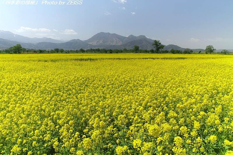 長野県飯山市 道の駅花の駅 付近の菜の花畑 11年 四季彩の部屋 長野県飯山市 道の駅花の駅 付近の菜の花畑 11年 四季彩の部屋
