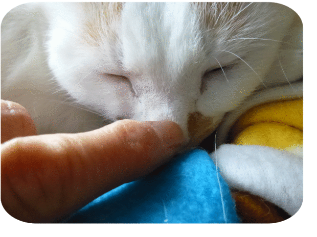 a0278632_21175472.gif