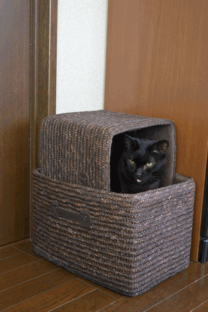 c0136736_11544488.gif