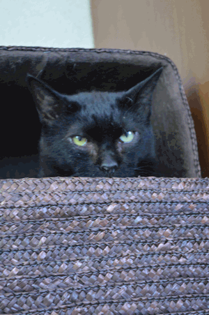 c0136736_11553785.gif