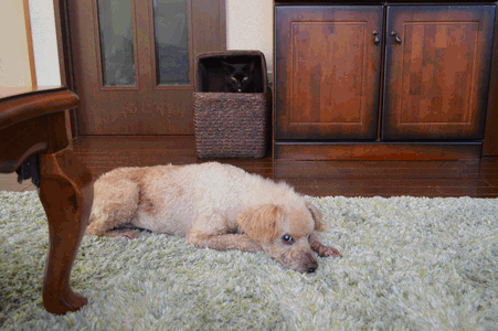 c0136736_11571687.gif