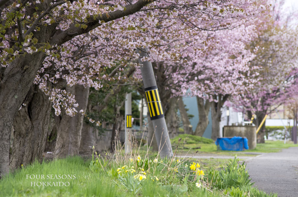 花ロードは桜色_f0152939_17162670.jpg