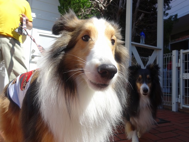 伊豆旅行3日目愛犬の駅_e0195743_442222.jpg