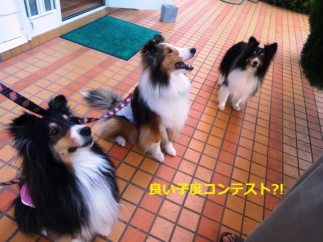 伊豆旅行３日目愛犬の駅_e0195743_4424410.jpg