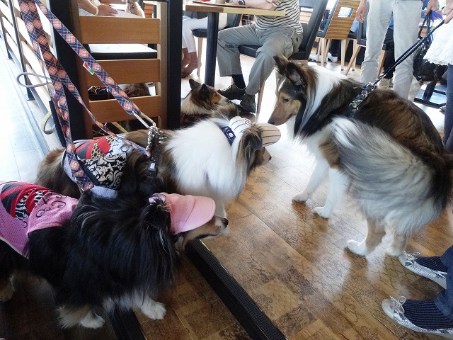 伊豆旅行3日目愛犬の駅_e0195743_4474184.jpg