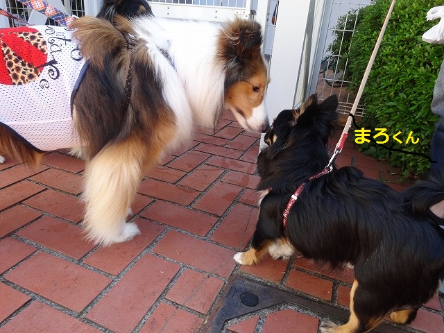 伊豆旅行3日目愛犬の駅_e0195743_4502952.jpg