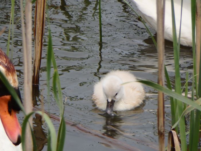 『手賀沼鳥見いろいろ 2016.5.2（下）』 _a0289546_7403629.jpg